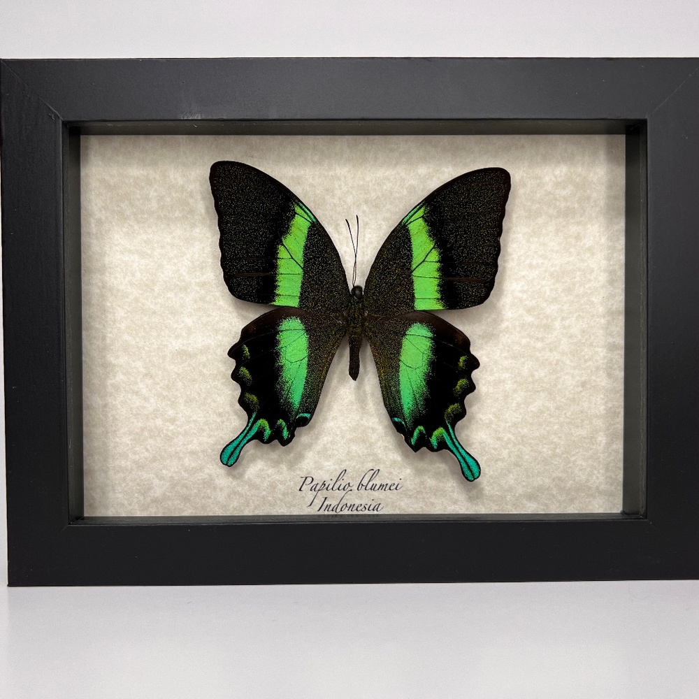 COPY - 5x7 Framed Exotic Butterfly 🦋